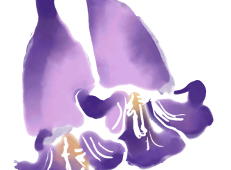 Jacaranda Paper cover page image